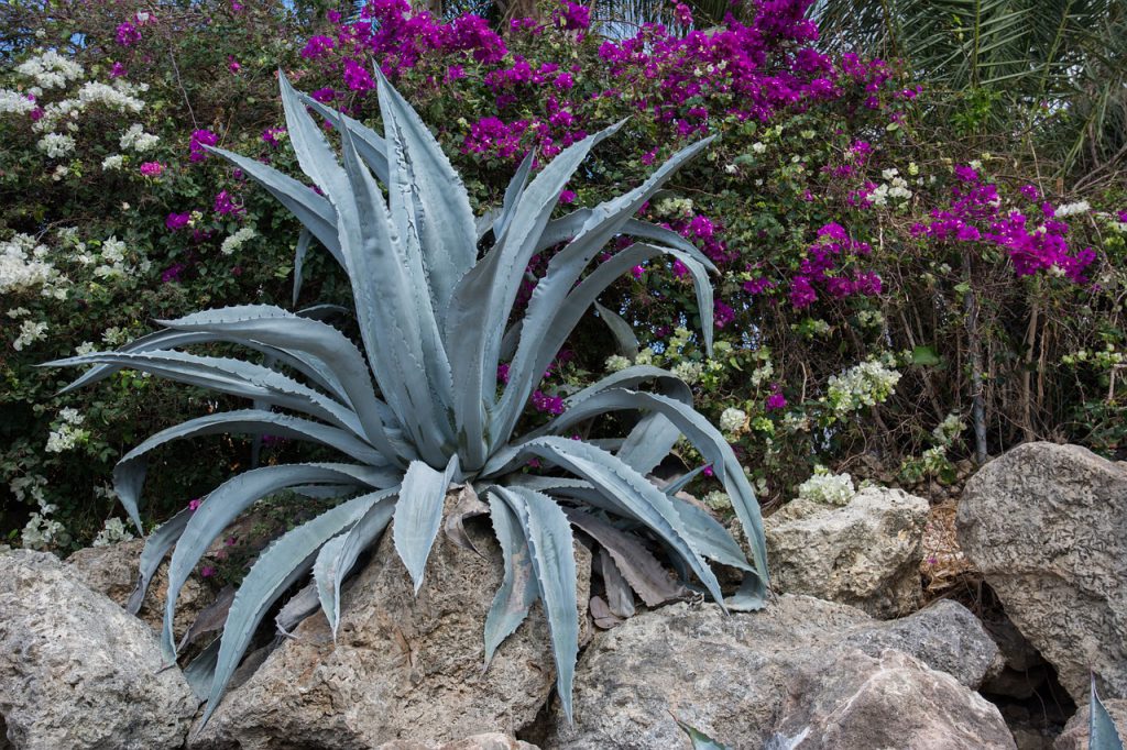 Agave azul - Tequila